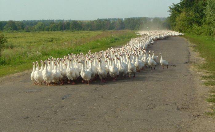 Foto pobudka #389 101