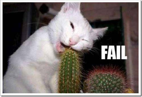 Koci FAIL 17