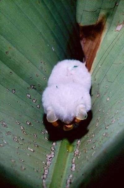 Nietoperze Ectophylla alba 8
