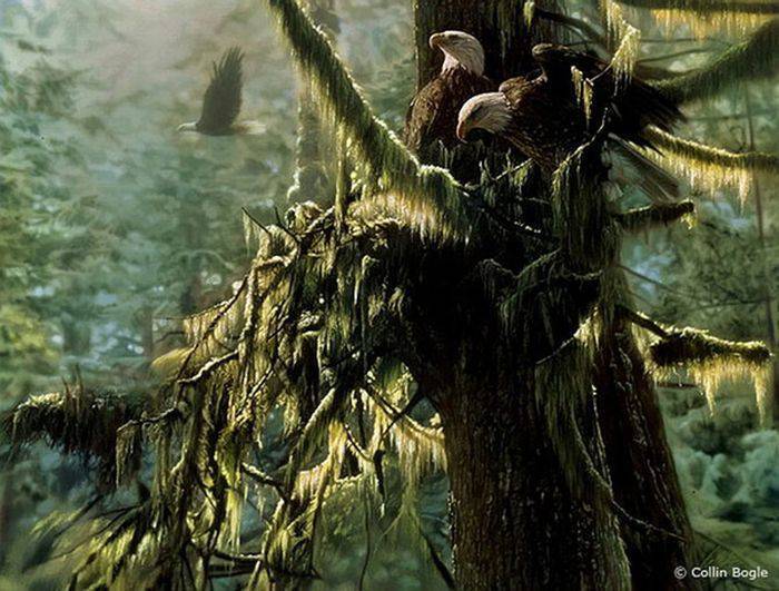 Dzika natura 13