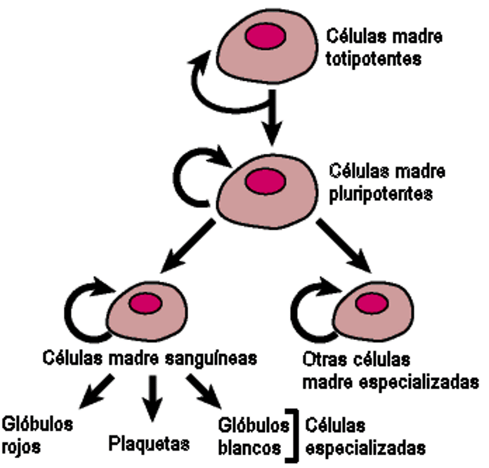 Resultado de imagen de las células madre embrionarias 