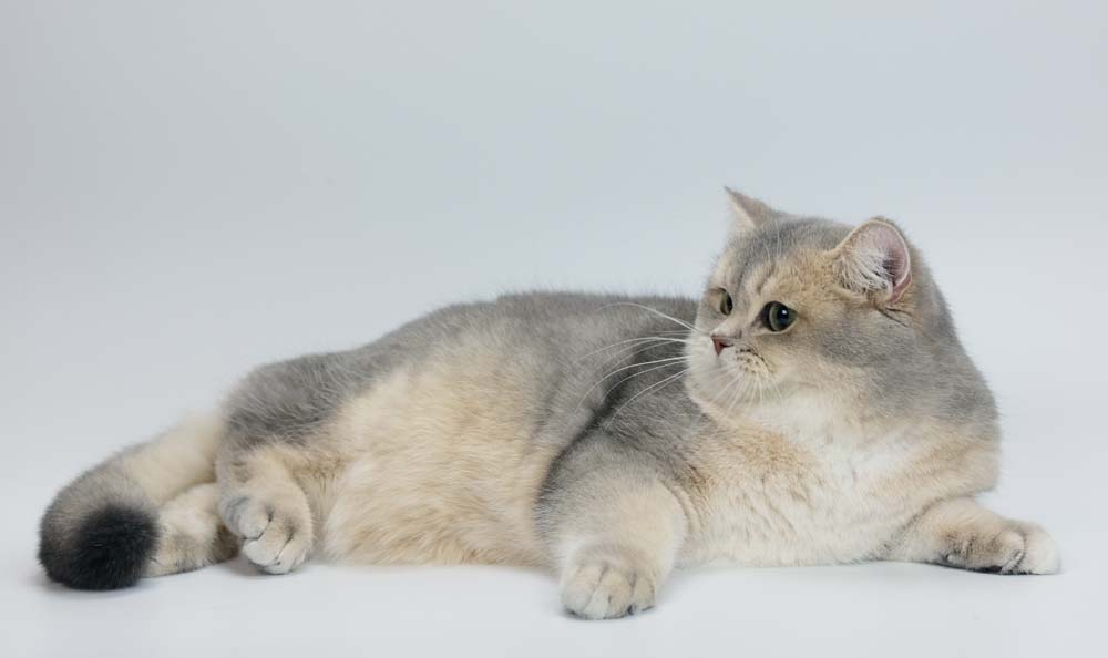 British Shorthair Dan Scottish Cats Lovers Kaskus