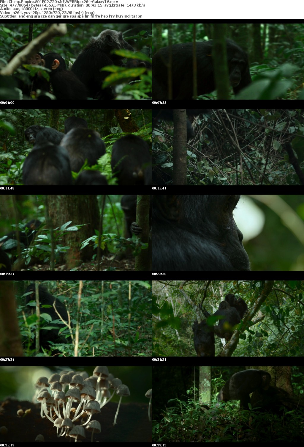 Chimp Empire S01 COMPLETE 720p NF WEBRip x264-GalaxyTV