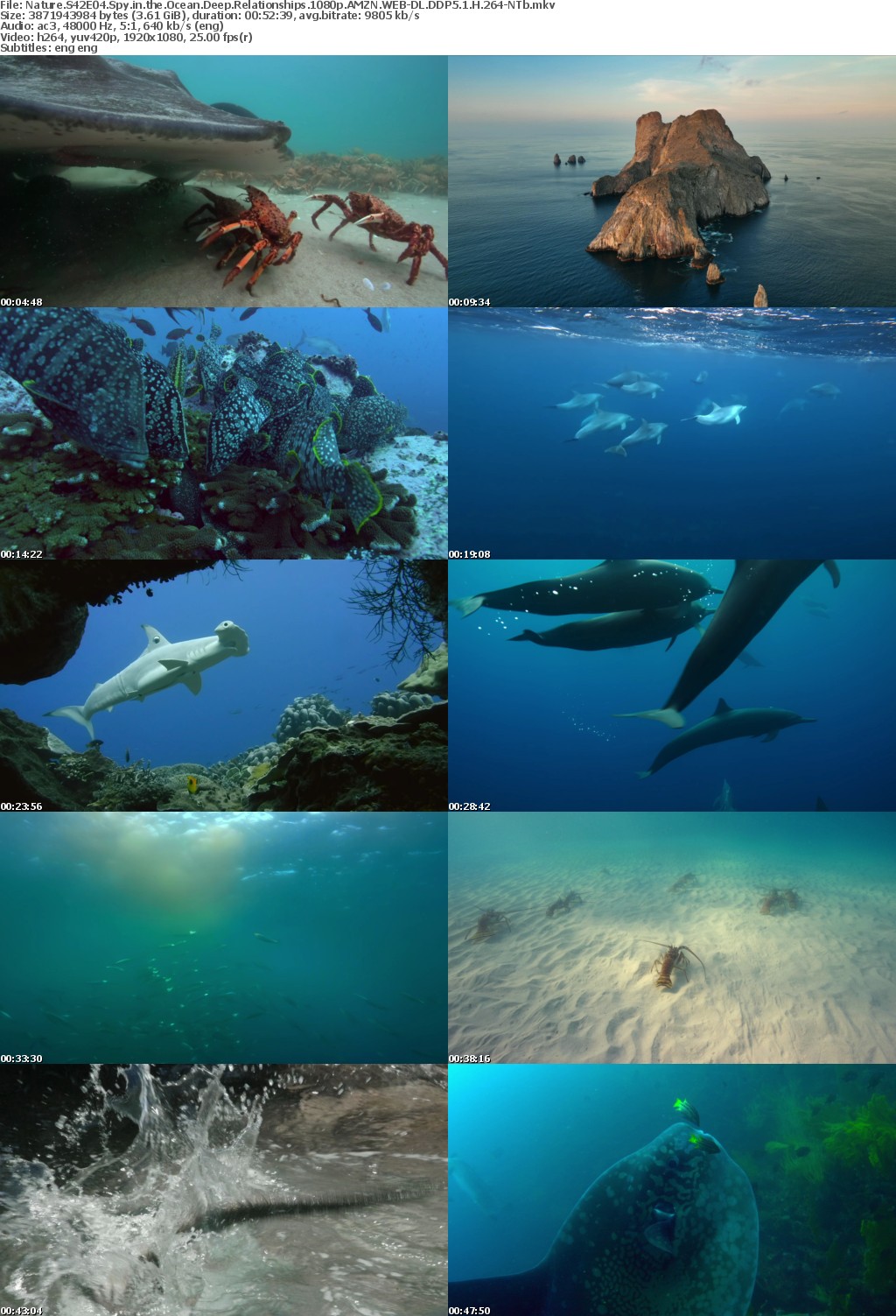 Nature S42E04 Spy in the Ocean Deep Relationships 1080p AMZN WEB-DL DDP5 1 H 264-NTb